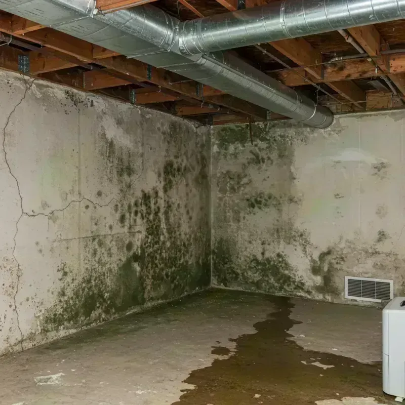 Professional Mold Removal in Hazel Crest, IL